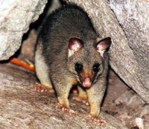 Possum