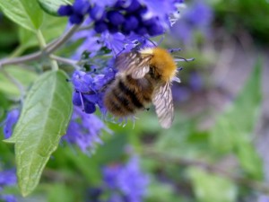 Bee & Flowers Davena