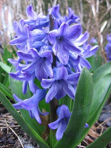 Hyacinth flower